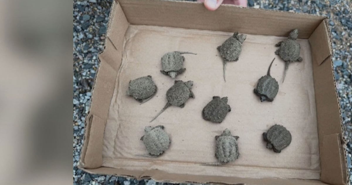 Manitoba family rescues baby snapping turtles - CTV News