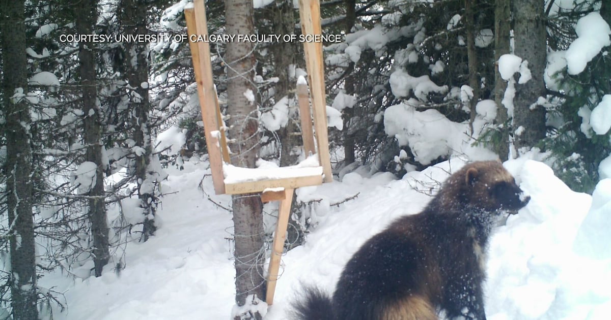 Backcountry recreation and infrastructure straining wolverine population: study - CTV News