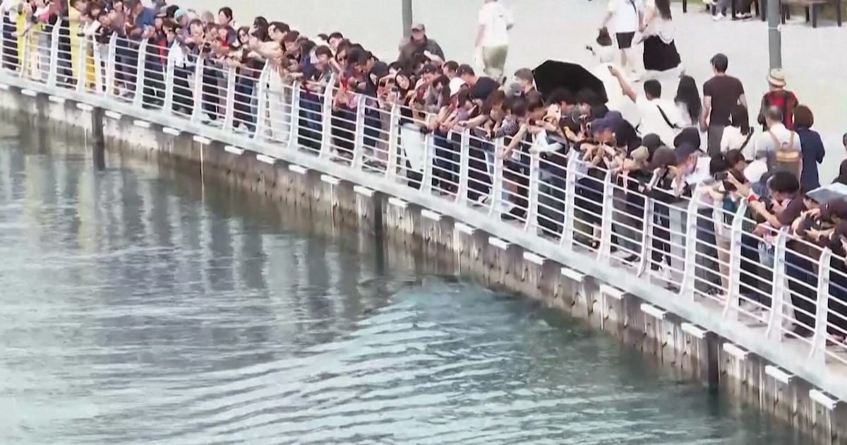Trapped shark in South Korea canal becomes famous, attracting crowds - CTV News