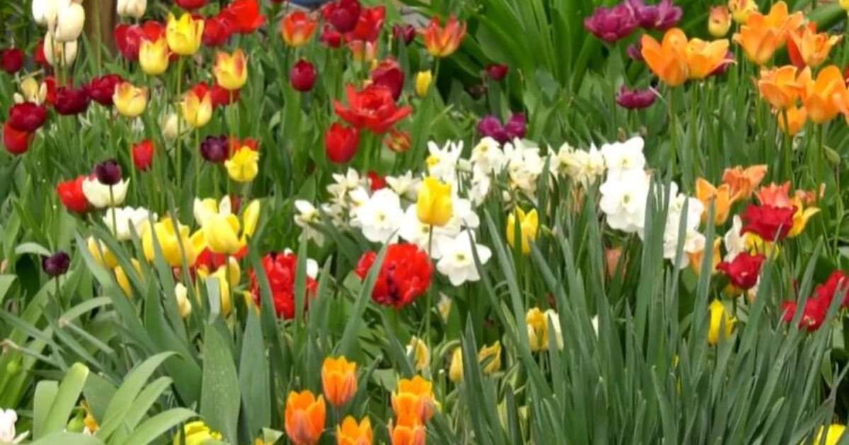 The Garden Guide: Tulip Time - CTV News