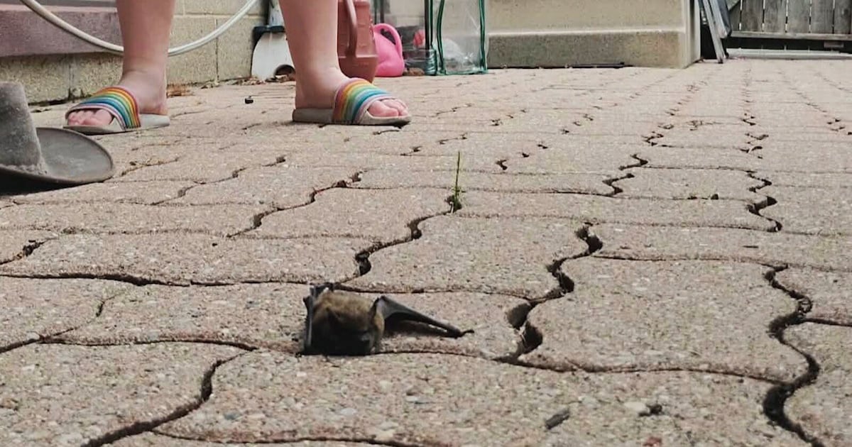 Increase in wildlife exposure to humans in Windsor - CTV News