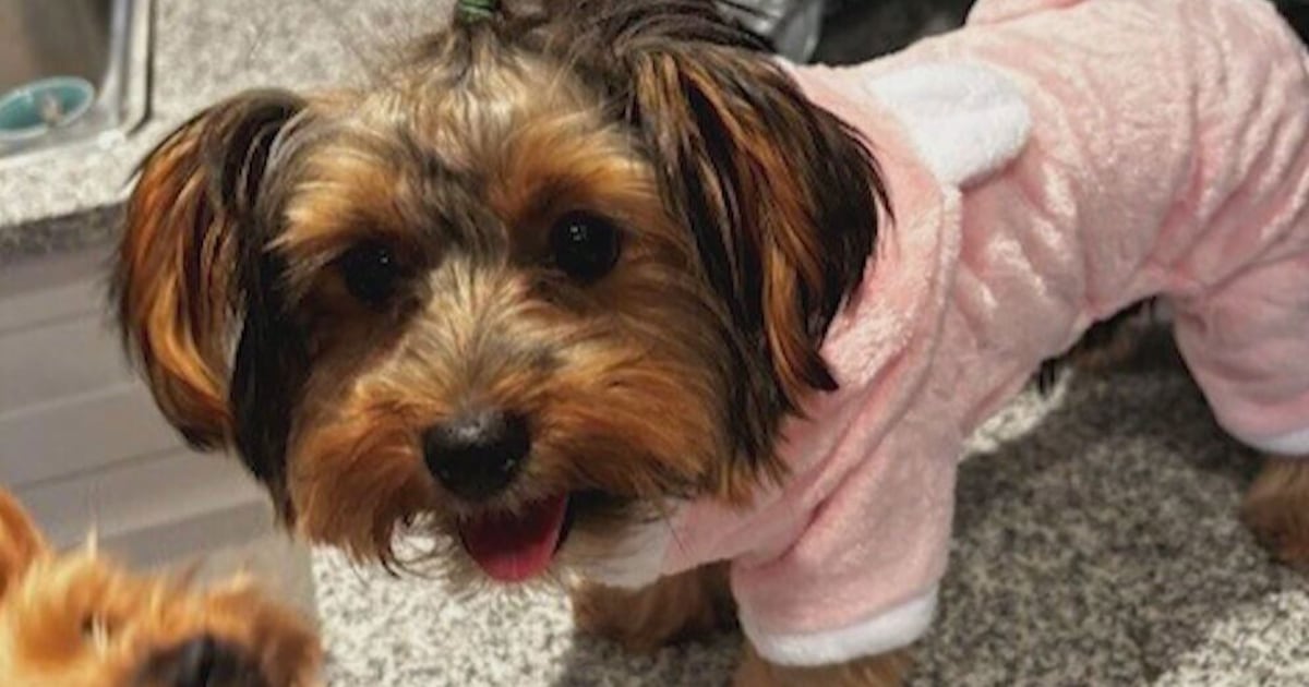 Harrow woman’s dog killed in attack - CTV News