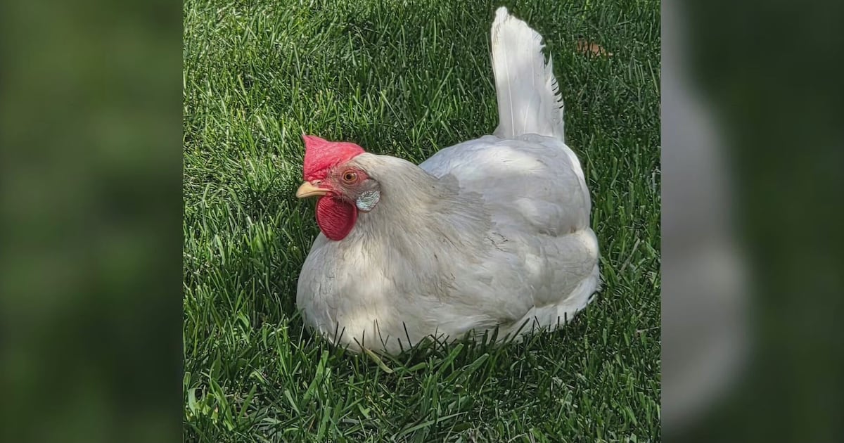 Runaway Chicken - CTV News