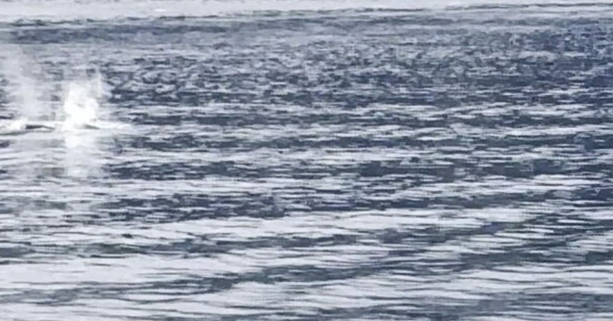 B.C. Ferries has confirmed one of its vessels was involved in a collision with a humpback whale over the weekend.