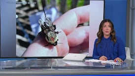 CTV News Kitchener at Six for Tuesday, May 26, 2026