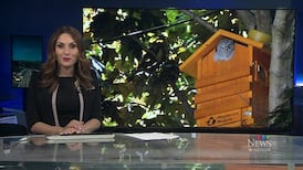 CTV News Windsor at Six for Tuesday, June 2, 2026