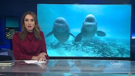 CTV News Windsor at Six for Wednesday, June 3, 2026