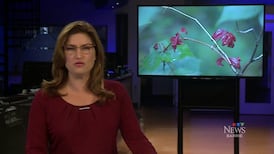 CTV News Barrie at Six for Tuesday, Sep. 15, 2026