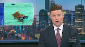 CTV News Edmonton at Six for Tuesday, Sep. 8, 2026